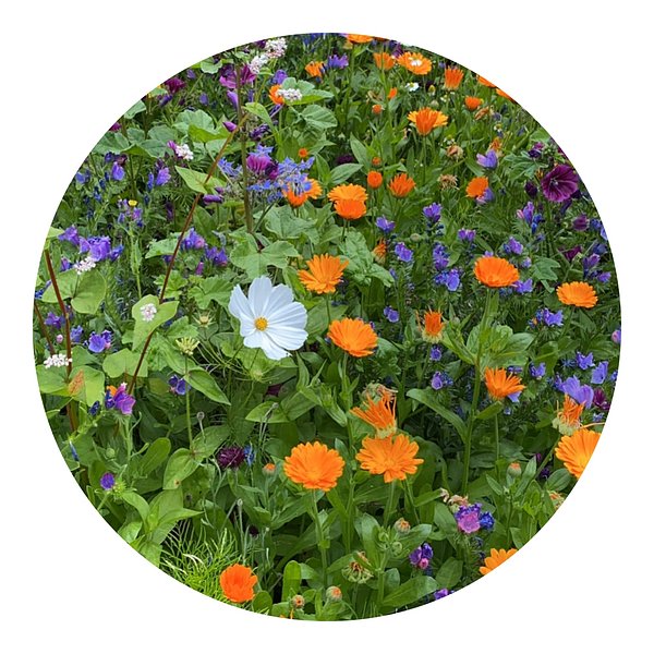 Tüte mit 4 Gramm Schnittblumensamen Nellinata