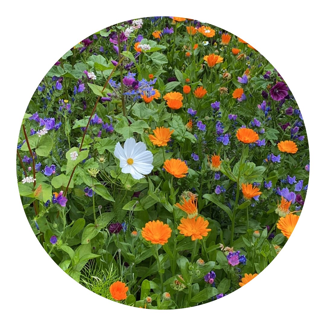 Tüte mit 4 Gramm Schnittblumensamen Nellinata