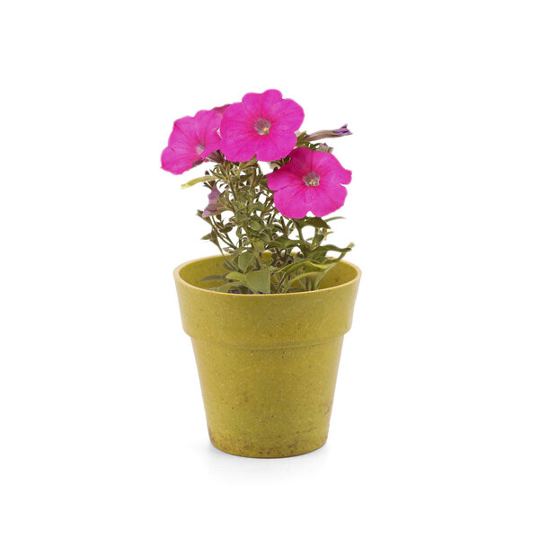 Blumentopf Idert