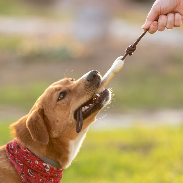 Beissring für Haustier Idmer