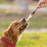 Beissring für Haustier Idmer