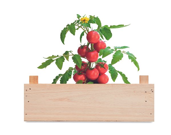 Saat-Set Tomate Anrinata
