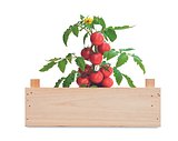 Saat-Set Tomate Anrinata