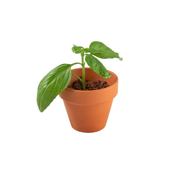 Terracotta Töpfchen - Basilikum Jongiun