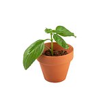 Terracotta Töpfchen - Basilikum Jongiun
