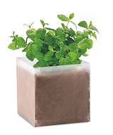 Pflanz-Set "Minze" Paulia