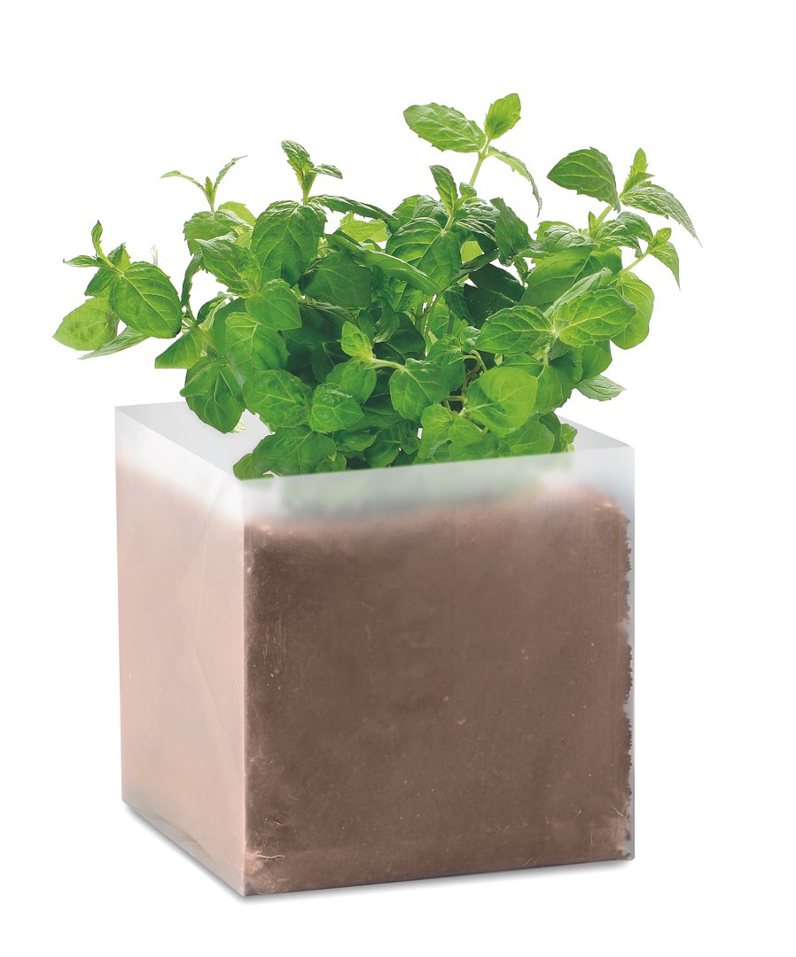 Pflanz-Set "Minze" Paulia