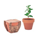 Terrakotta-Topf Minze Benanna