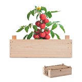 Saat-Set Tomate Anrinata