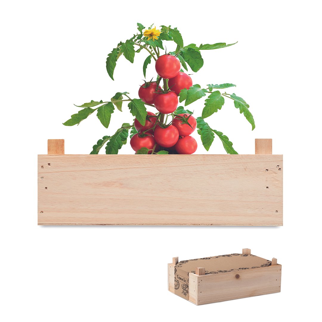 Saat-Set Tomate Anrinata