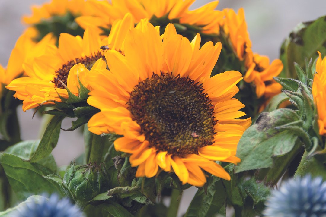 Samen Sonnenblumen Waluori