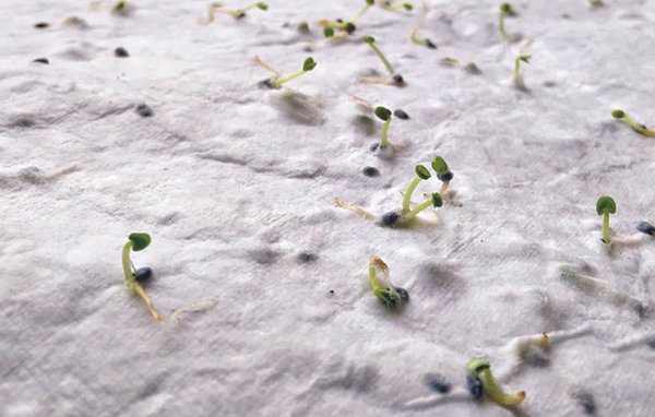 Wildblumensamen-Visitenkarte. Walina