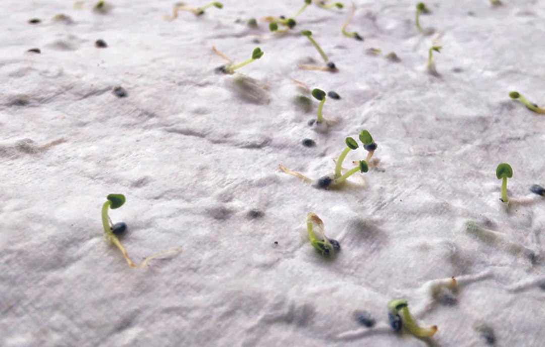 Wildblumensamen-Visitenkarte. Walina