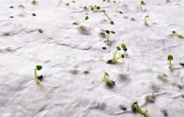 DIN A5 Wildblumen-Samenpapier Olfencha