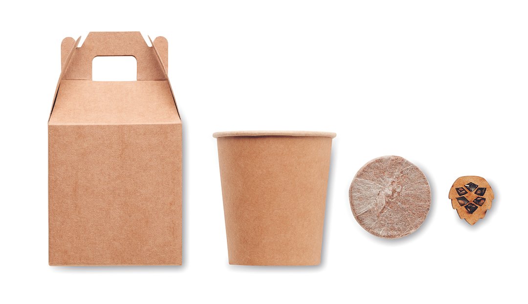 Kiefernsamen-Set Liulinatt