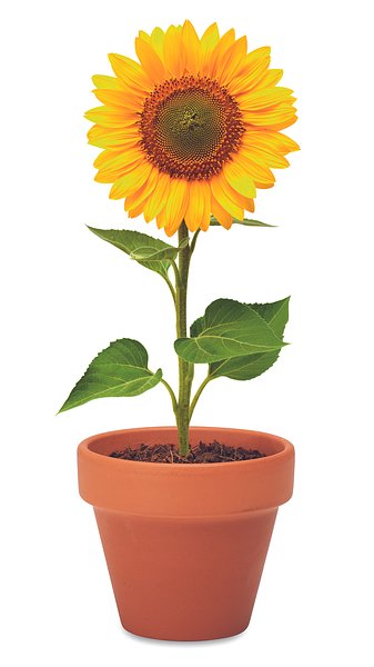 Terracotta-Topf Sonnenblume Waltias