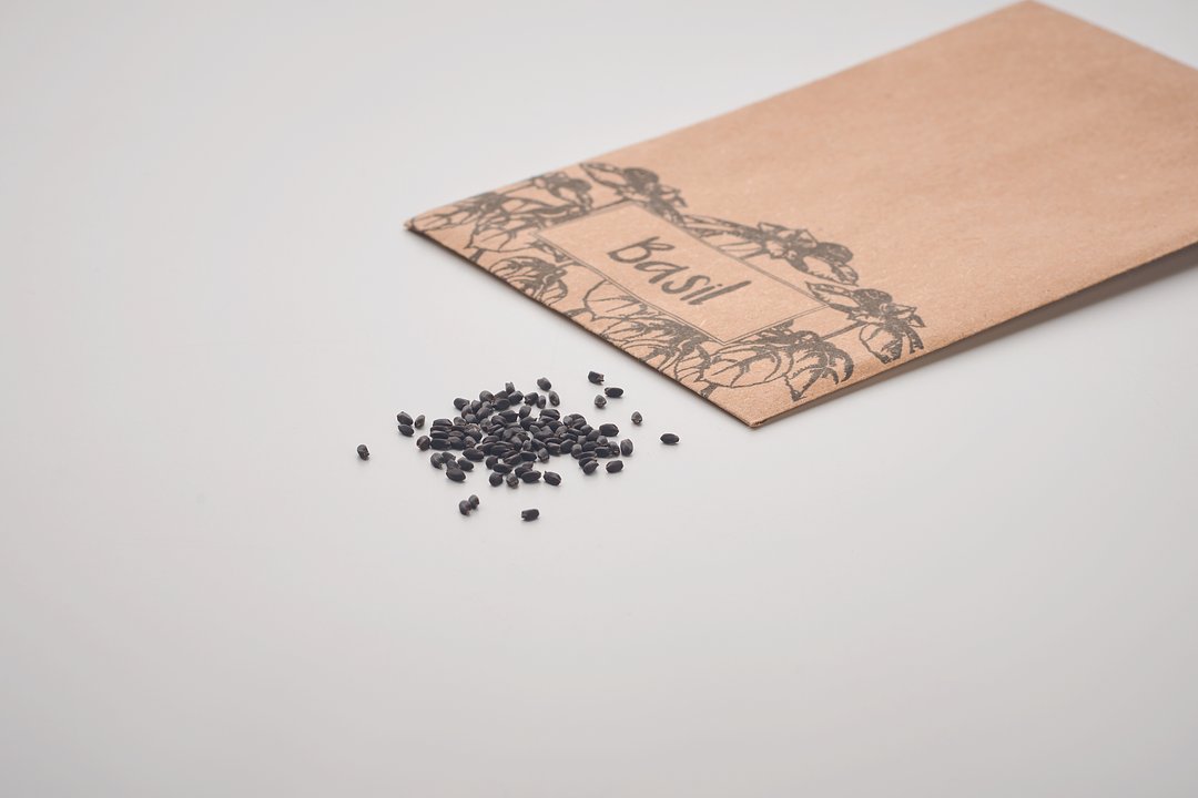 Samen Basilikum Luriteik