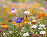 DIN A5 Wildblumen-Samenpapier Olfencha