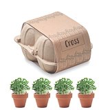 Saat-Set Kresse Lolll