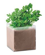 Pflanz-Set "Petersilie" Uongll