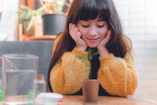 Kiefernsamen-Set Liulinatt