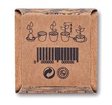 Pflanz-Set Sonnenblume Benglia