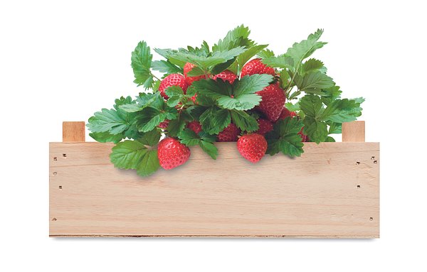 Saat-Set Erdbeere Veili