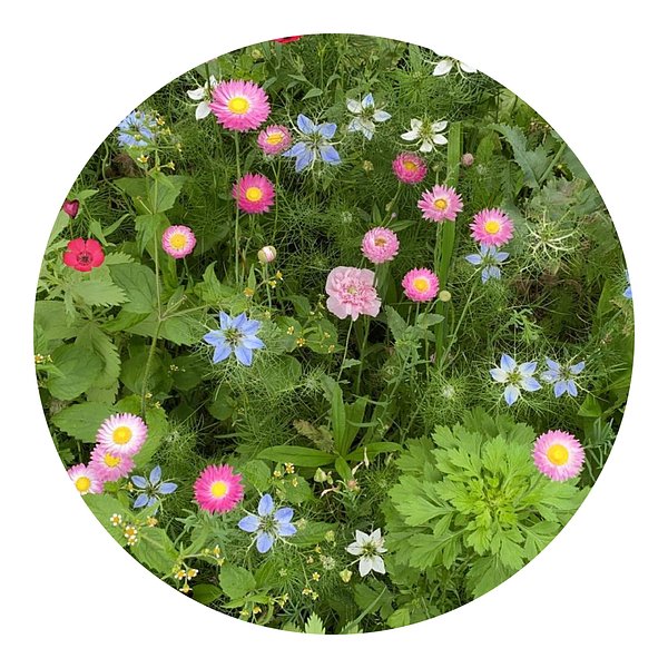 Saatgutbeutel getrocknete Blumen 4 Gramm Adivannat