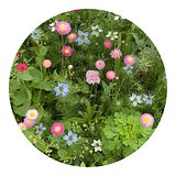 Saatgutbeutel getrocknete Blumen 4 Gramm Adivannat