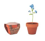 Terracotta-Topf Vergissmeinnich Saran