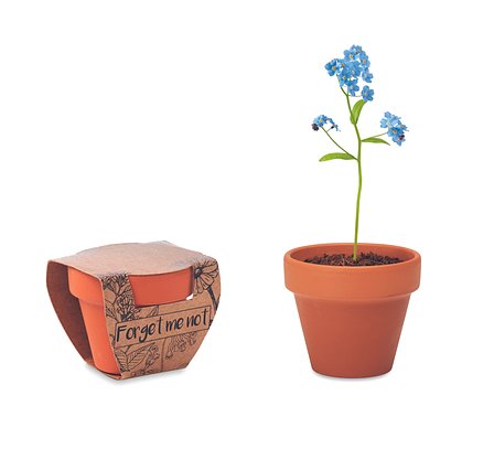 Terracotta-Topf Vergissmeinnich Saran