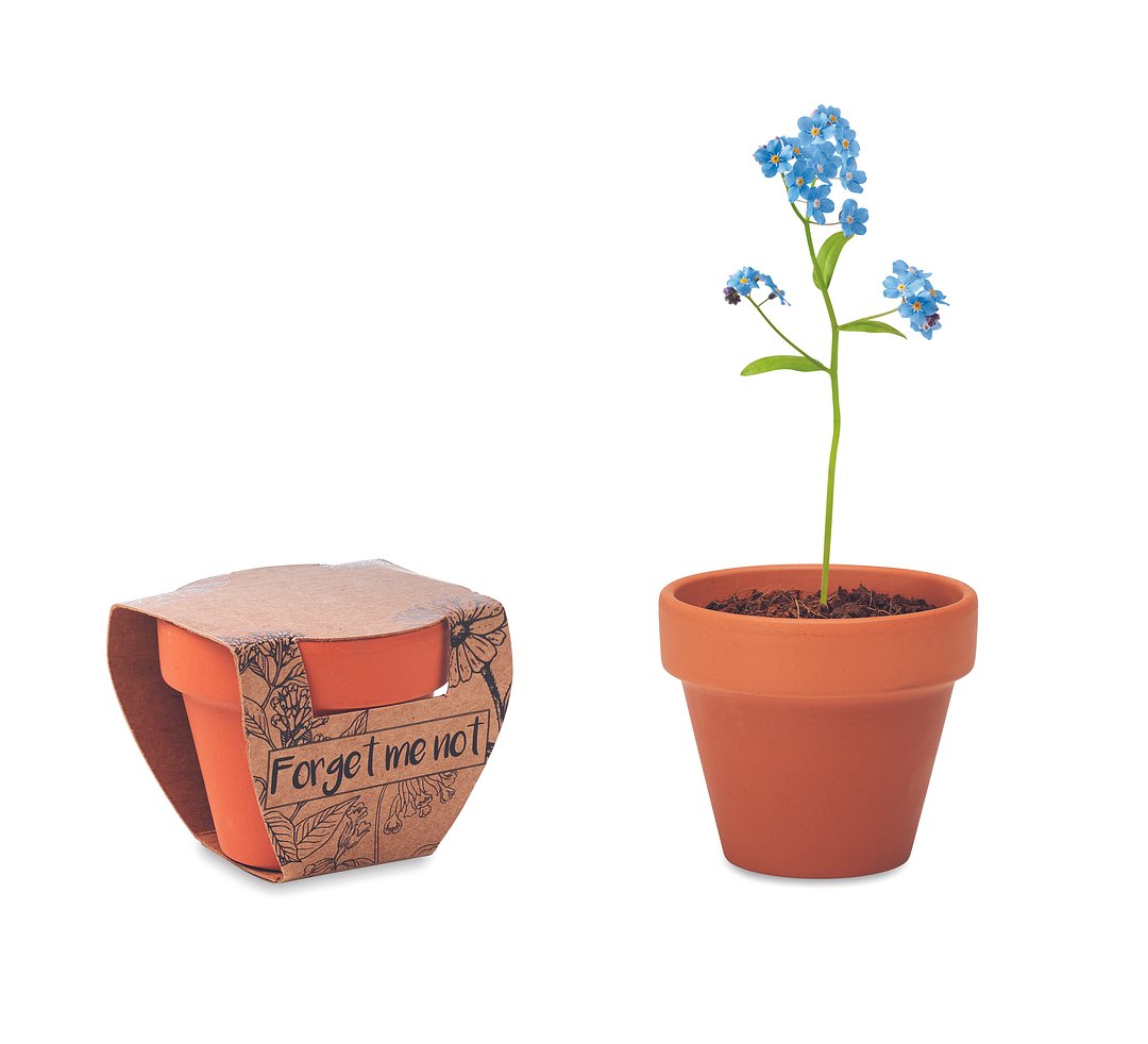 Terracotta-Topf Vergissmeinnich Saran