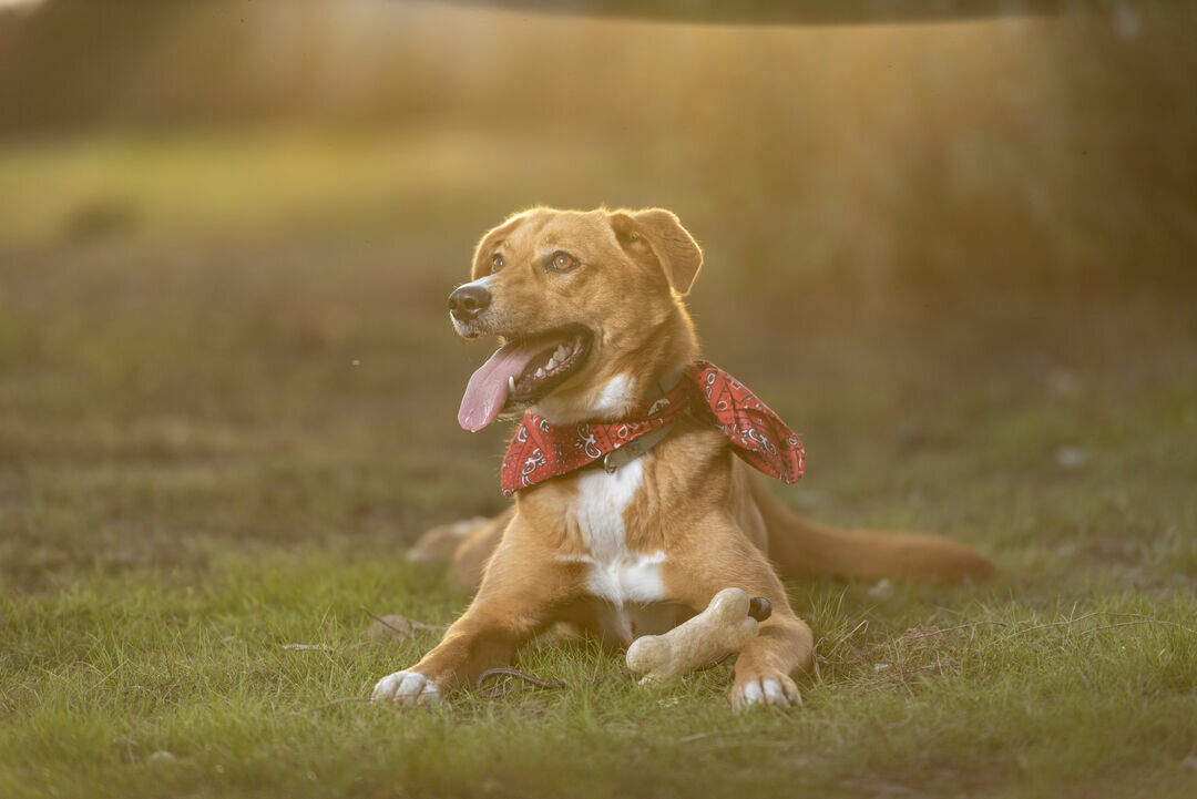 Beissring für Haustier Idmer
