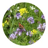 Tüte mit 4 Gramm Bienen- & Schmetterlingsblüten Merengle