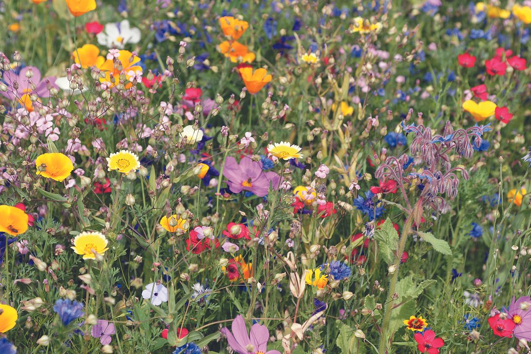 Samen Blumenmischung Trudori