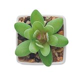 Mini-Kunstpflanze Ciaminath