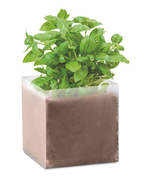 Pflanz-Set "Basilikum" Dichannan