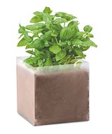 Pflanz-Set "Basilikum" Dichannan