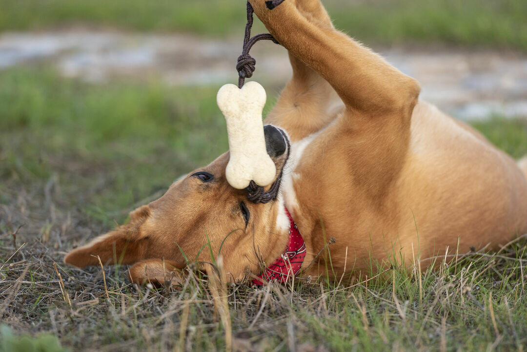 Beissring für Haustier Idmer