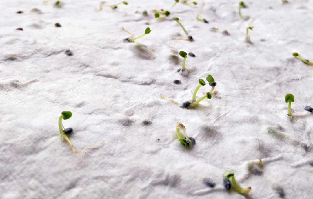 DIN A4 Wildblumen-Samenpapier Utzzi