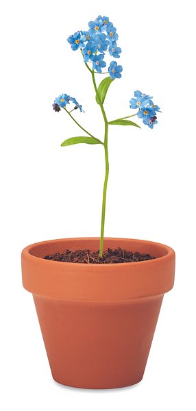 Terracotta-Topf Vergissmeinnich Saran