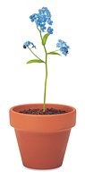 Terracotta-Topf Vergissmeinnich Saran