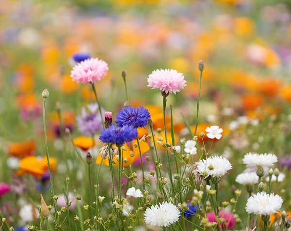 DIN A6 Wildblumen-Samenpapier Lüta