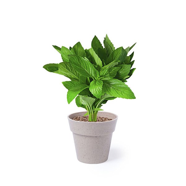 Blumentopf Set Idtel