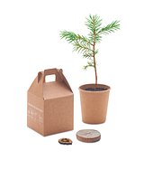 Kiefernsamen-Set Liulinatt