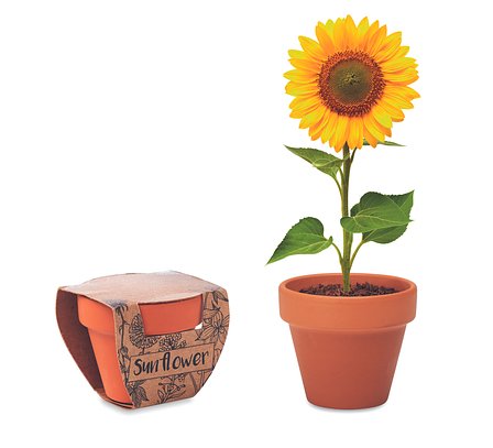 Terracotta-Topf Sonnenblume Waltias