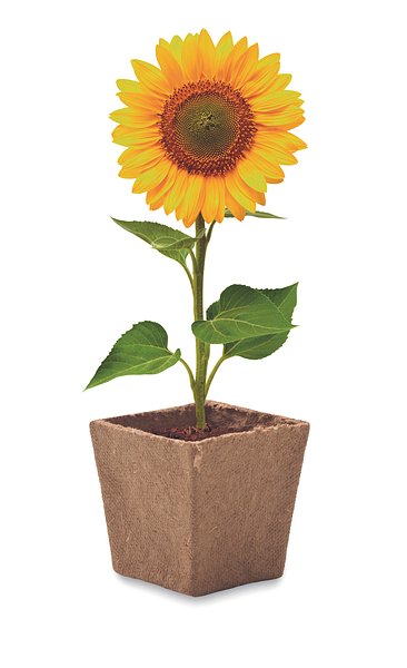 Pflanz-Set Sonnenblume Benglia