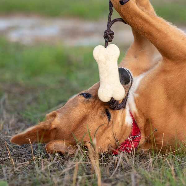 Beissring für Haustier Idmer