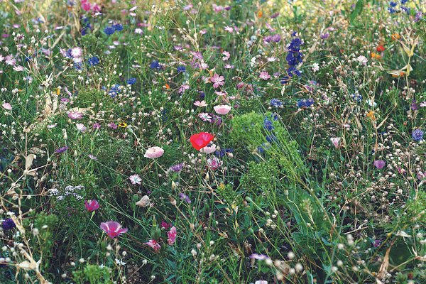 Samen Blumenmischung Veilla